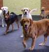 Round Dot Rubber Kennel Flooring for Enhanced Grip and Comfort