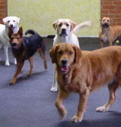 Round Dot Rubber Kennel Flooring for Enhanced Grip and Comfort